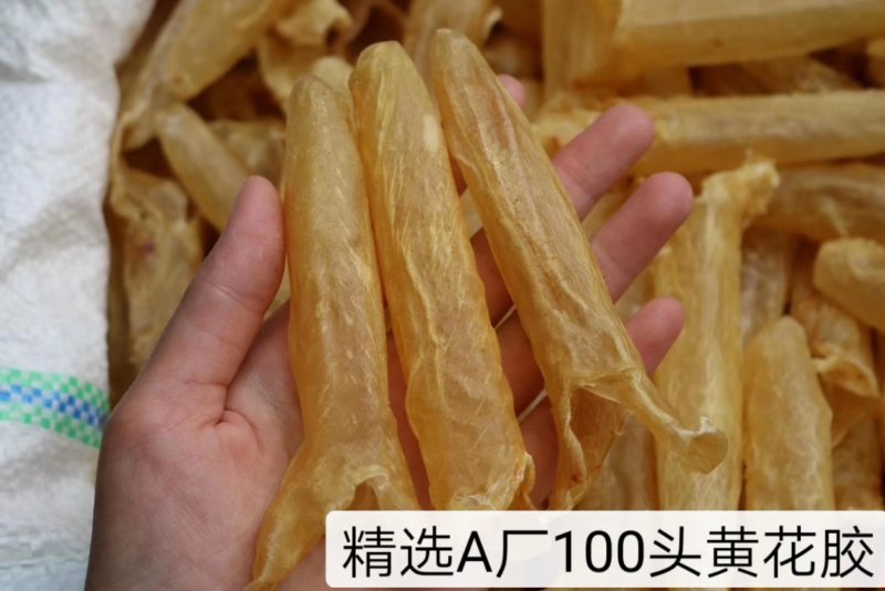 精选特级黄花胶筒12-100头足干无破洞规格齐全