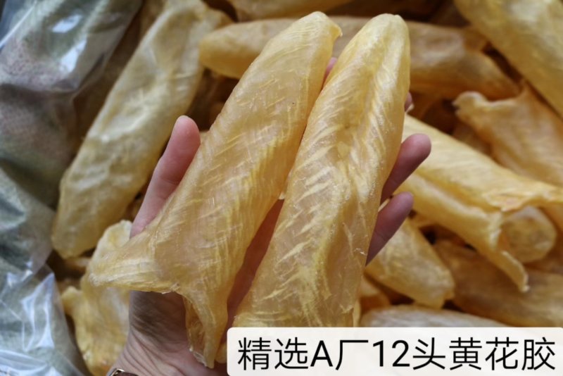 精选特级黄花胶筒12-100头足干无破洞规格齐全