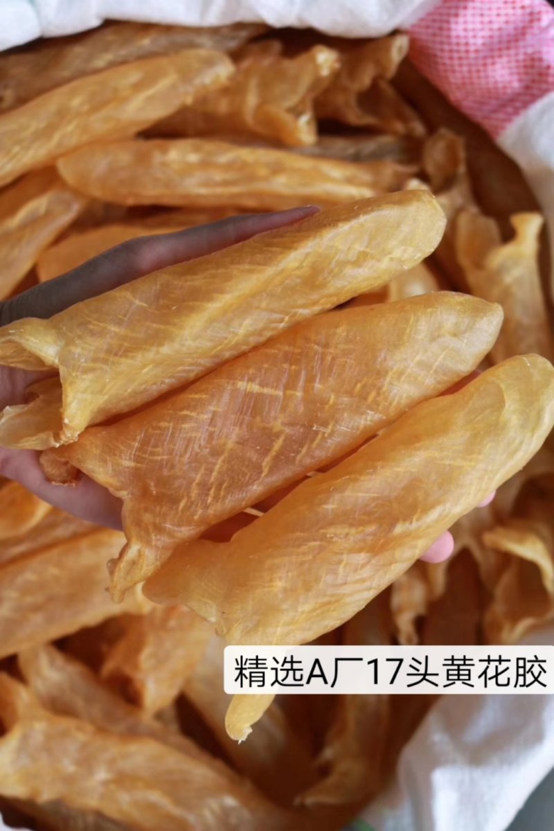 精选特级黄花胶筒12-100头足干无破洞规格齐全