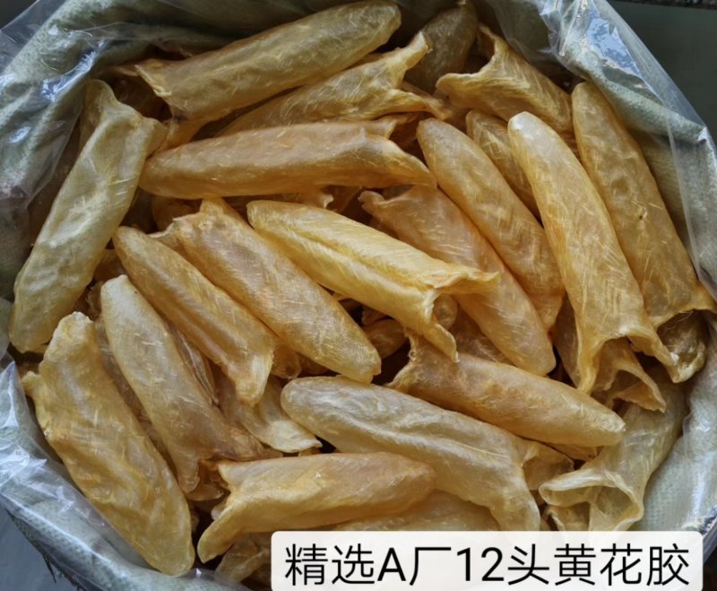 精选特级黄花胶筒12-100头足干无破洞规格齐全