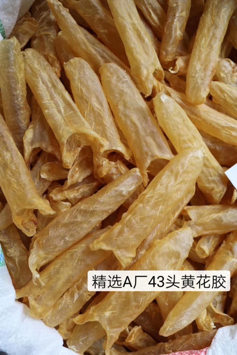 精选特级黄花胶筒12-100头足干无破洞规格齐全