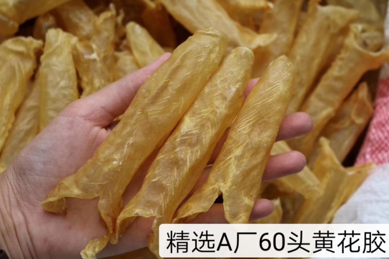 精选特级黄花胶筒12-100头足干无破洞规格齐全