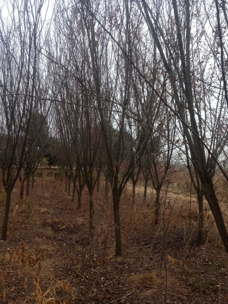 红叶李(五百株，八至十公分)