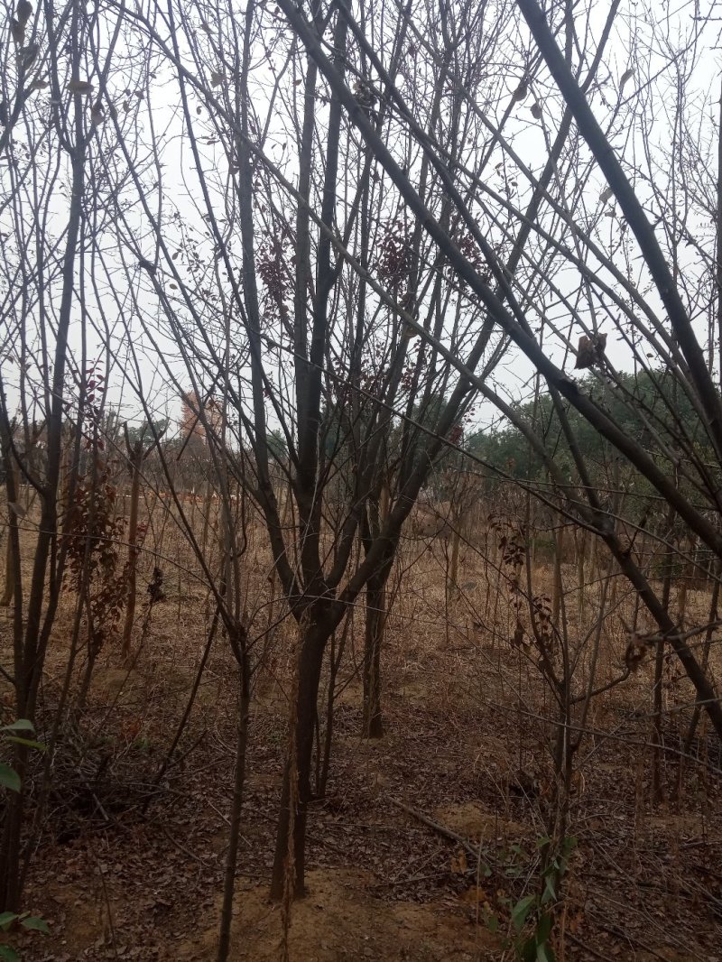 红叶李(五百株，八至十公分)