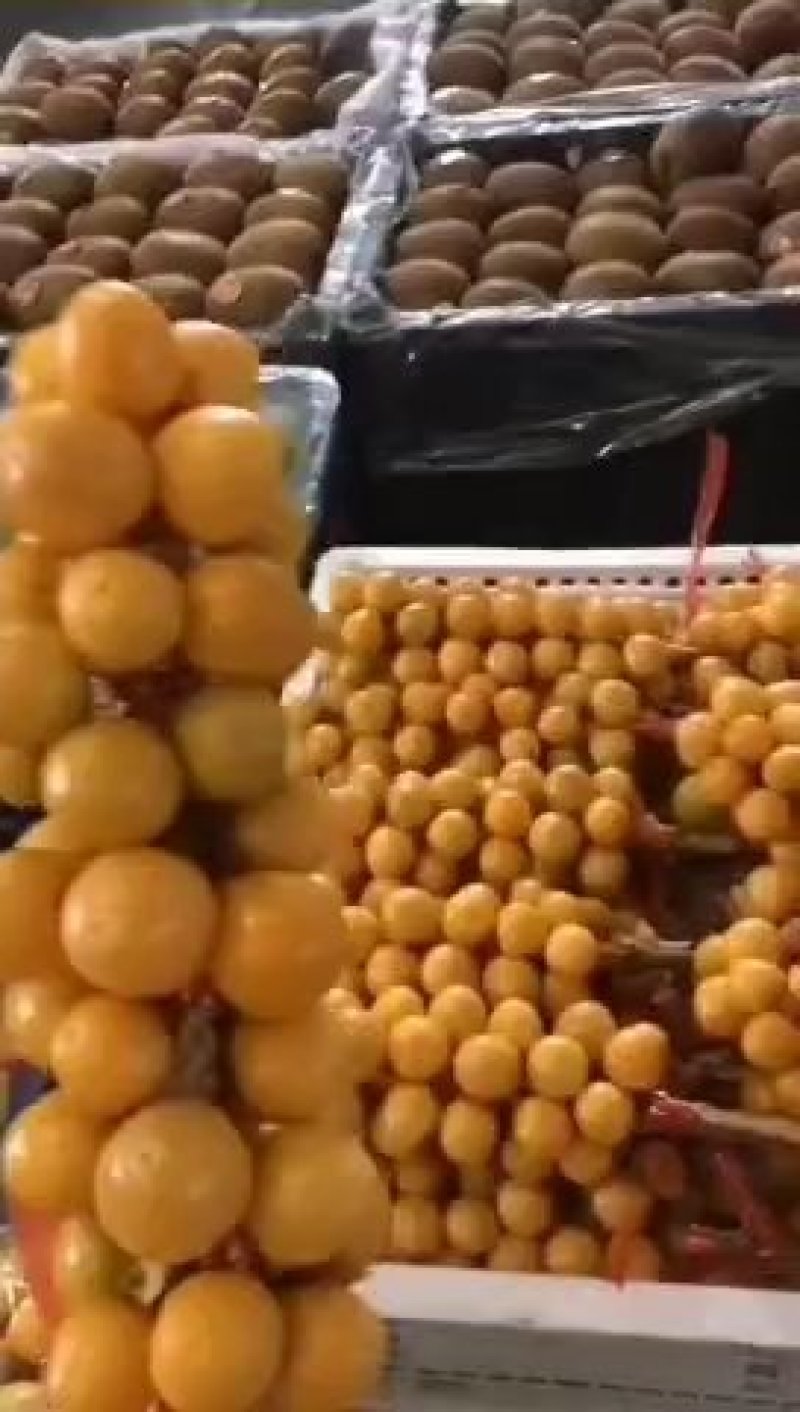 姑娘果灯笼果3g以上现货整车发货