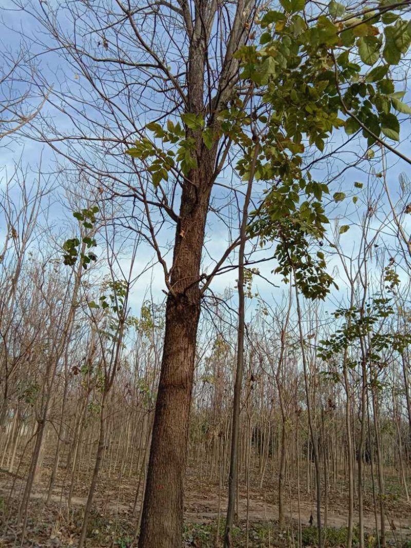 各种规格楸树梓树，基地种植，量大从优欢迎订购