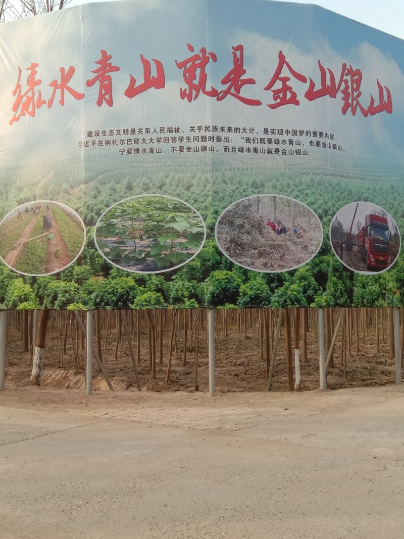 各种规格楸树梓树，基地种植，量大从优欢迎订购