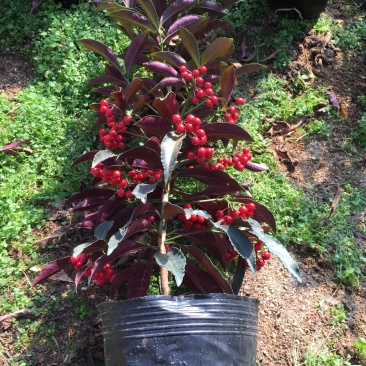 紫贝富贵籽黄金万两盆景花卉园林绿化景观苗木绿植基地直销
