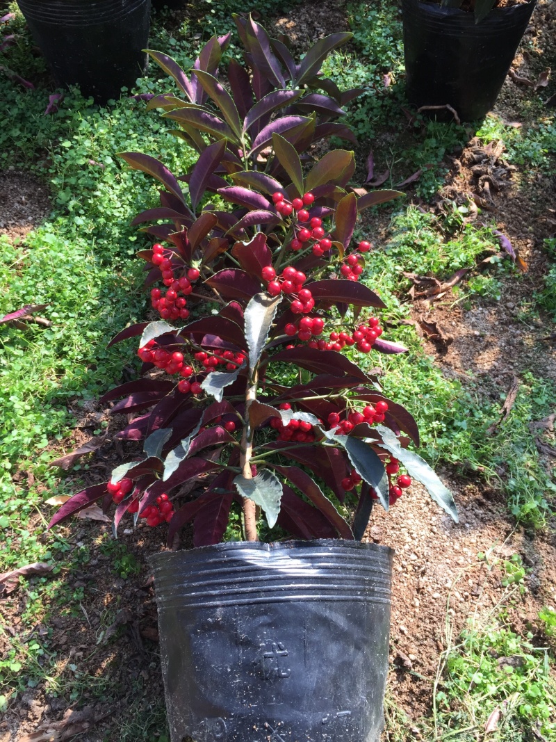 紫贝富贵籽黄金万两盆景花卉园林绿化景观苗木绿植基地直销