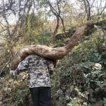 野生葛根，低价出售，武当山野生葛根，不是野生的不要钱。