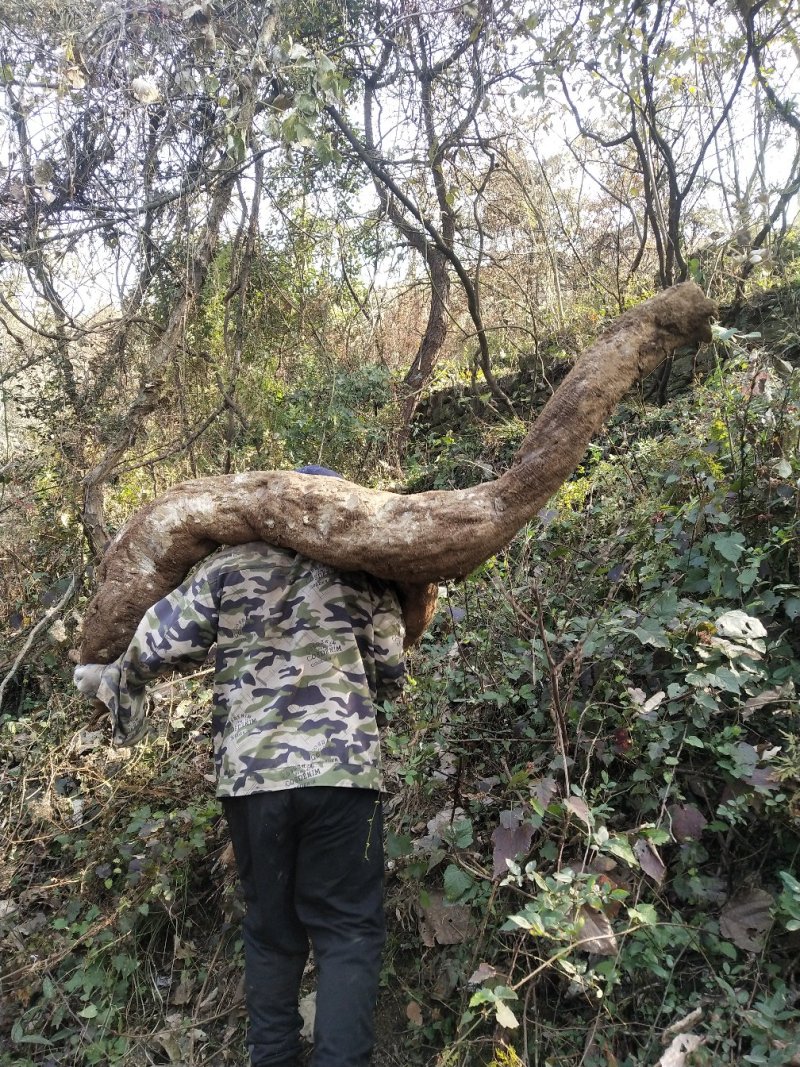 野生葛根，低价出售，武当山野生葛根，不是野生的不要钱。
