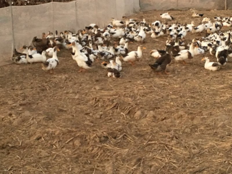 漂亮的跑田大白花肉鸭，蛋鸭现在长期供货