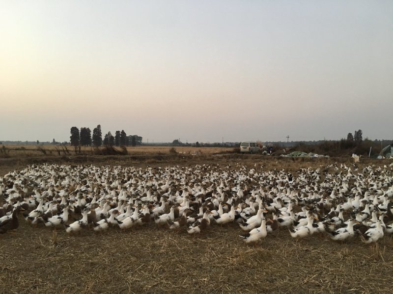 漂亮的跑田大白花肉鸭，蛋鸭现在长期供货