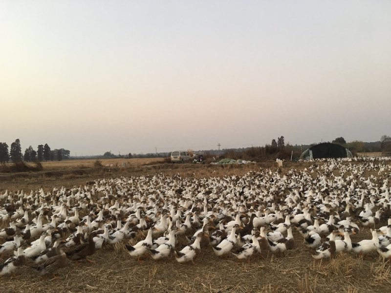 漂亮的跑田大白花肉鸭，蛋鸭现在长期供货