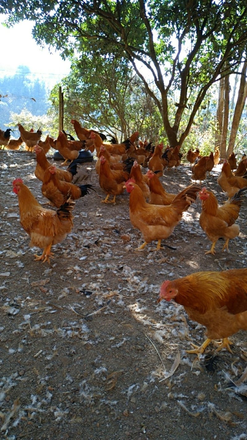 170天三黄阉鸡，放养老水鸡
