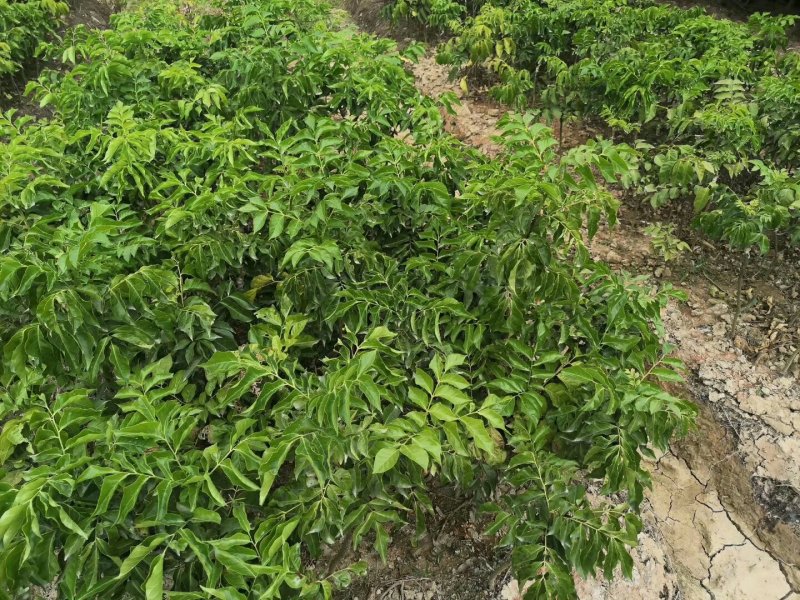 黄皮果苗黑黄皮果苗鸡心黄皮苗