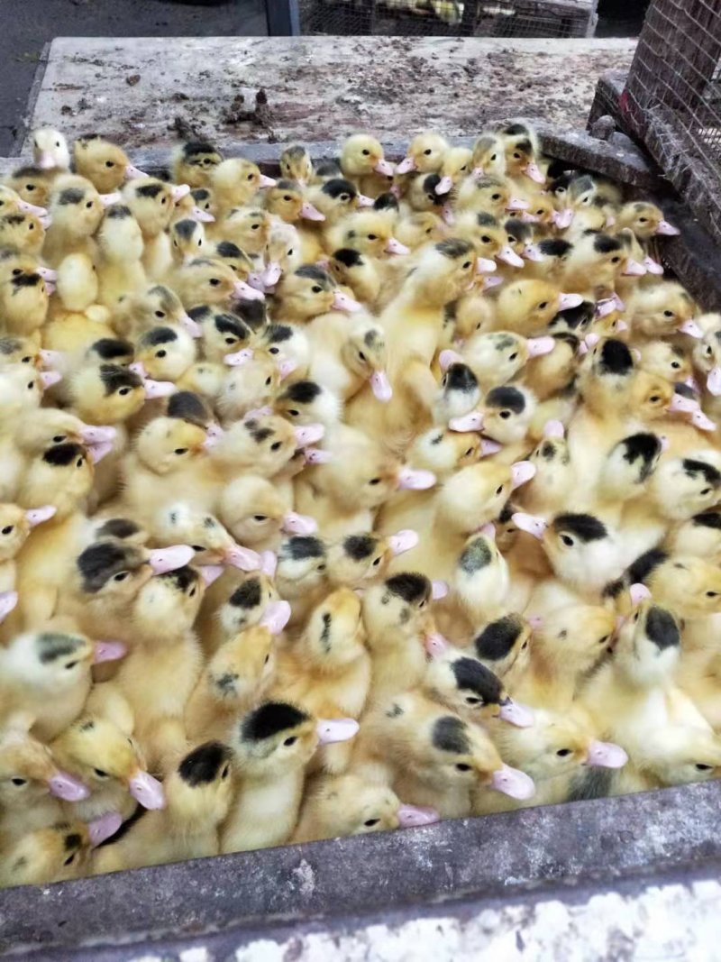 【热销榜】花边鸭苗包疫苗全程抗体包运输成活