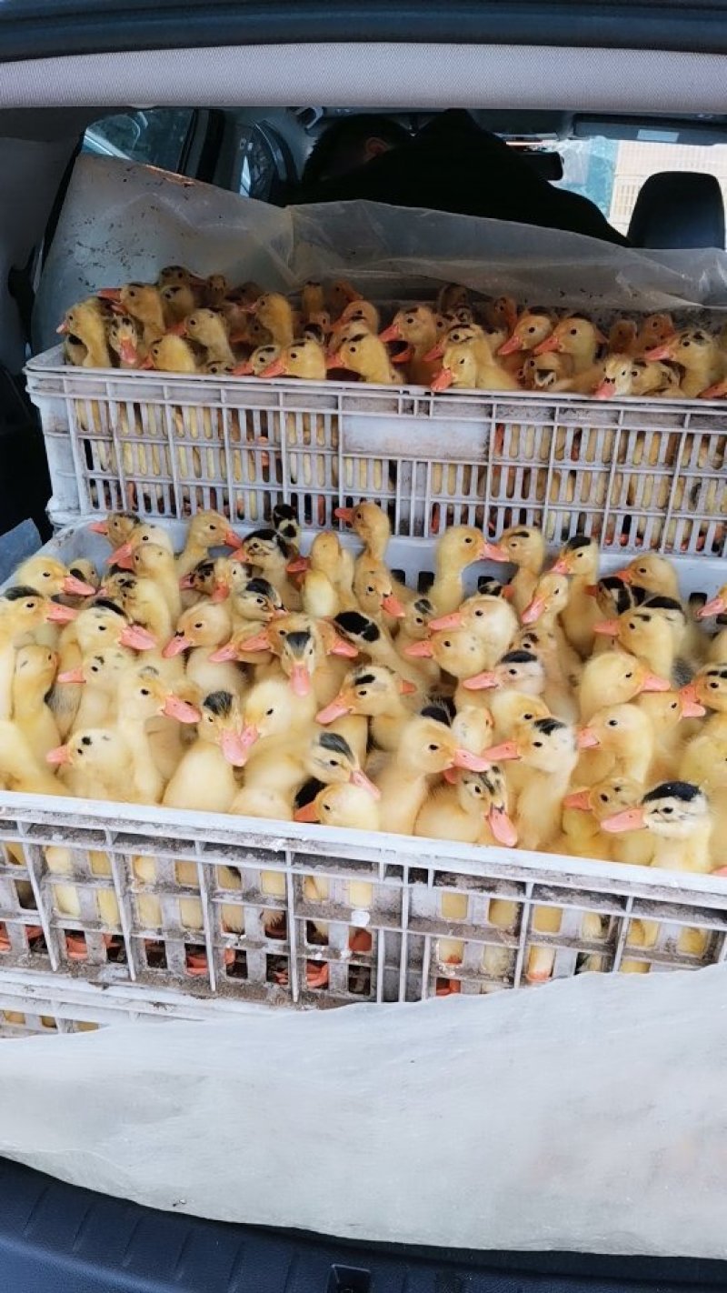 【热销榜】花边鸭苗包疫苗全程抗体包运输成活