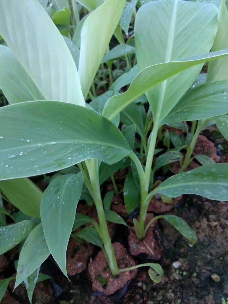 香蕉苗B6香蕉苗西贡蕉苗粉蕉苗