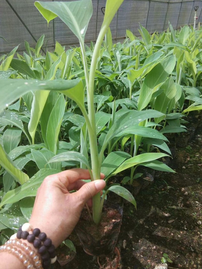 香蕉苗B6香蕉苗西贡蕉苗粉蕉苗