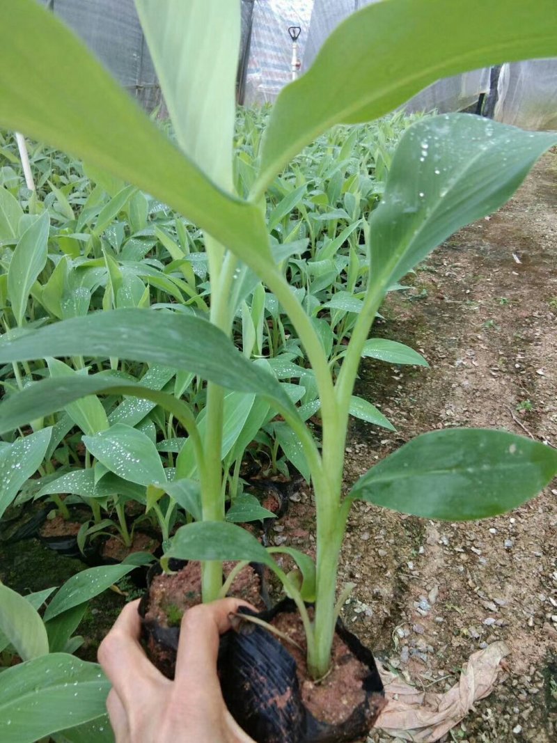 香蕉苗B6香蕉苗西贡蕉苗粉蕉苗