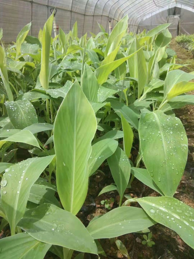 香蕉苗B6香蕉苗西贡蕉苗粉蕉苗