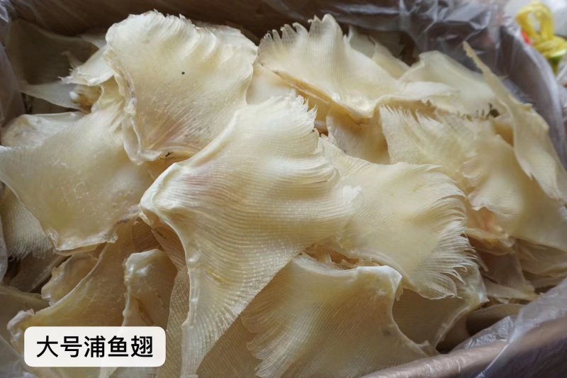 精选特级中号蒲鱼翅海狗翅20头左右批发零售一件代发