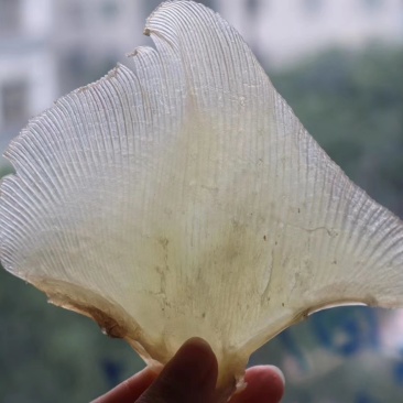 精选特级中号蒲鱼翅海狗翅20头左右批发零售一件代发