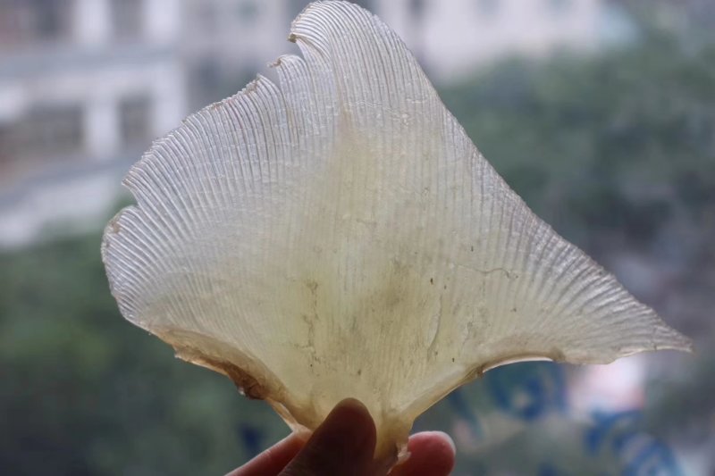 精选特级中号蒲鱼翅海狗翅20头左右批发零售一件代发
