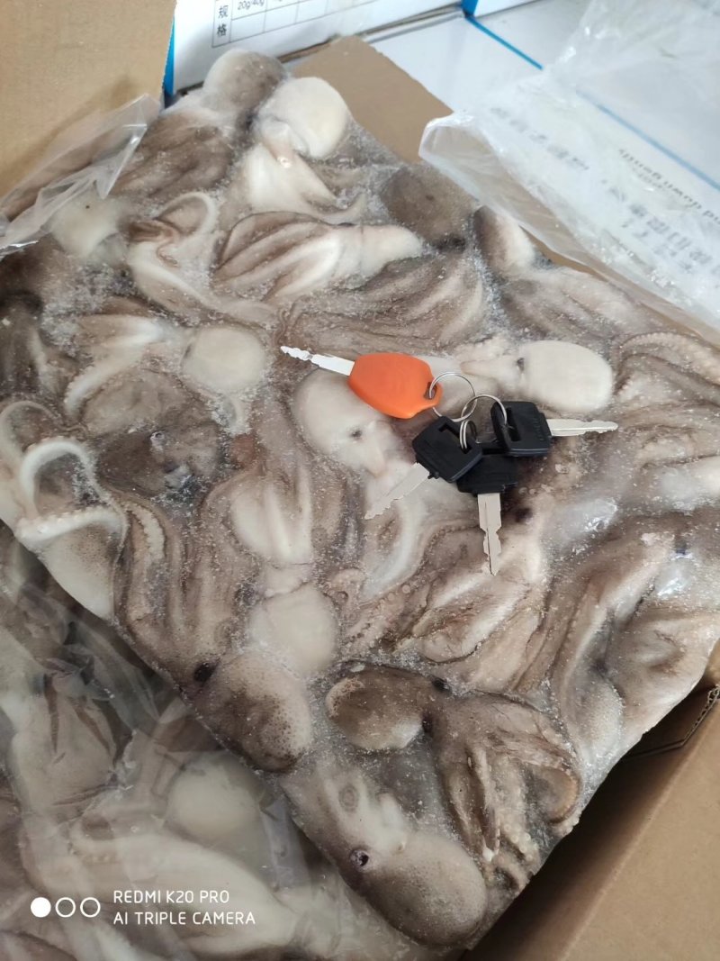八爪鱼