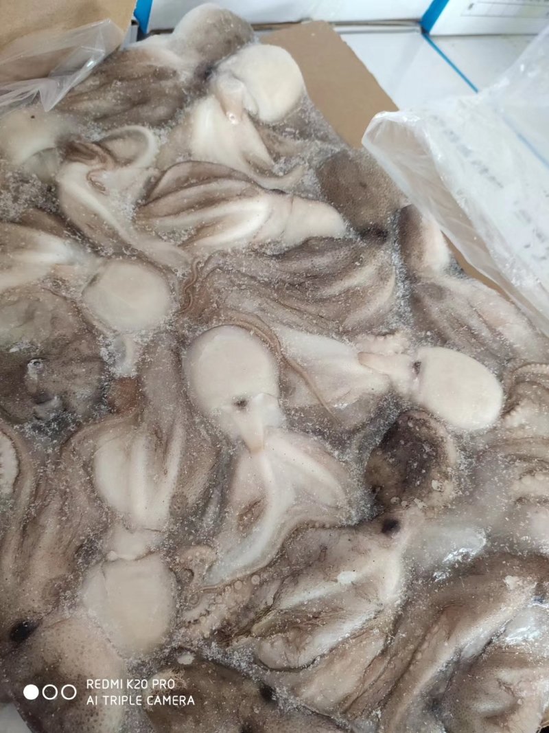 八爪鱼