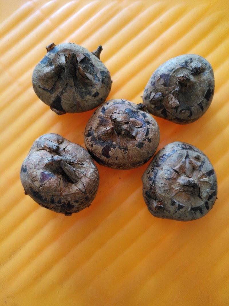 北海马蹄个头大颜色好看，品质甜蜜欢迎各位老板来釆购。