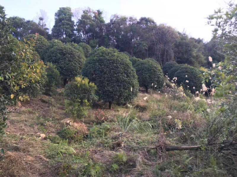 精品桂花树，地龙桂，笼子桂