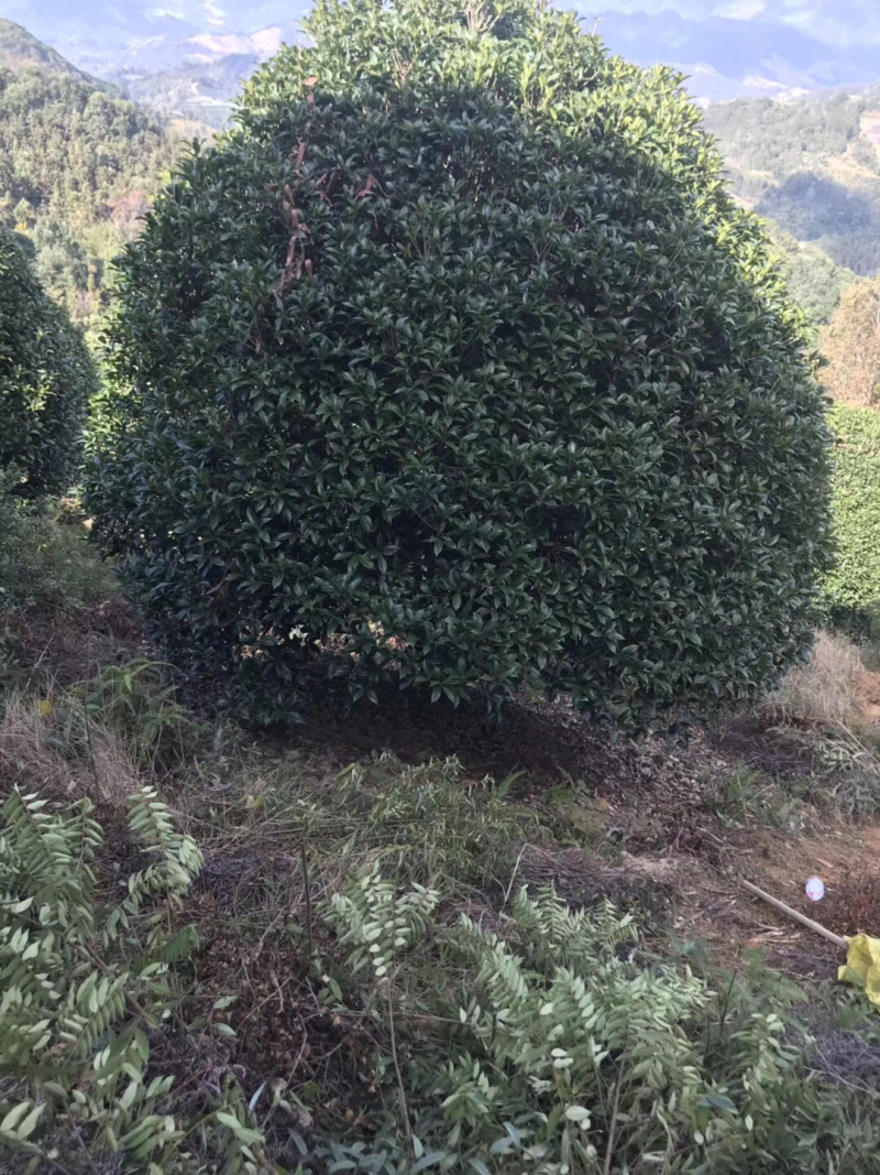 精品桂花树，地龙桂，笼子桂