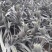 菠萝上市了，需要的老板赶快下单吧