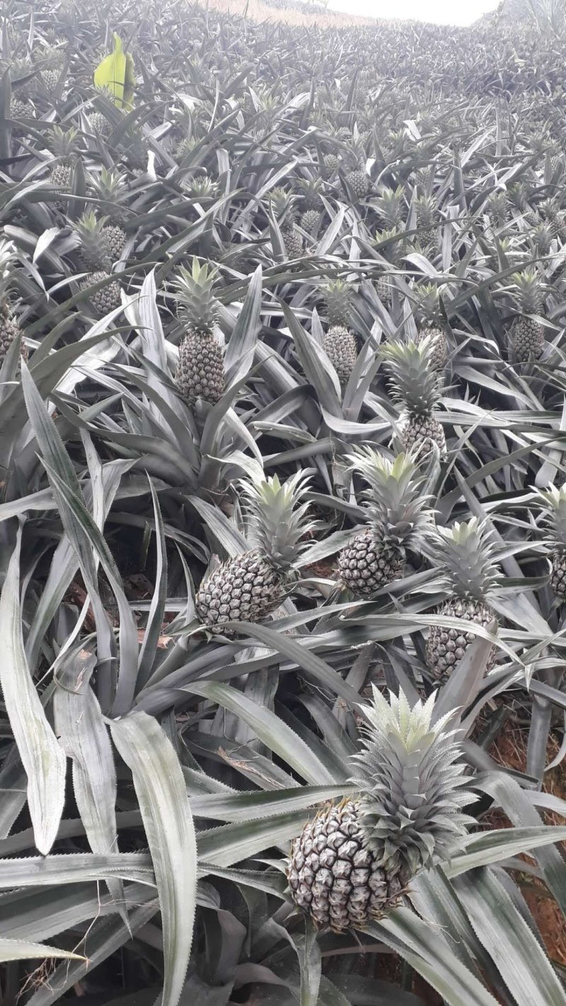 菠萝上市了，需要的老板赶快下单吧