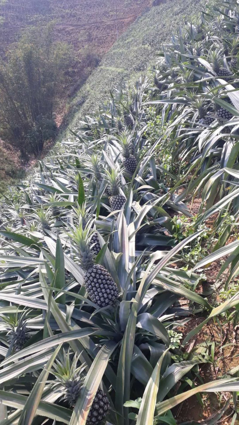 菠萝上市了，需要的老板赶快下单吧