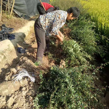 火棘基地苗，火棘球量大，基地直销