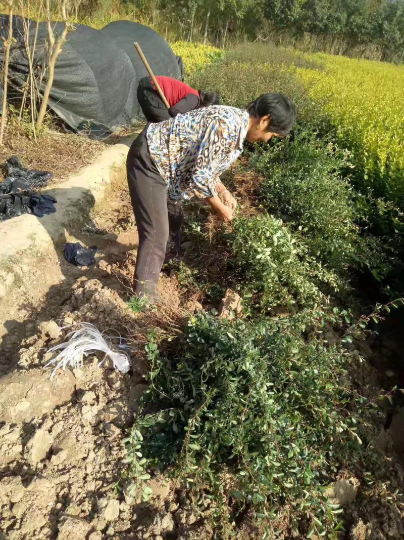 火棘基地苗，火棘球量大，基地直销