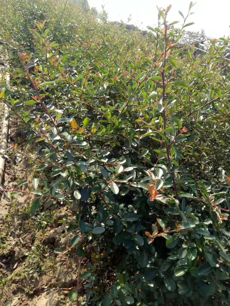 火棘基地苗，火棘球量大，基地直销