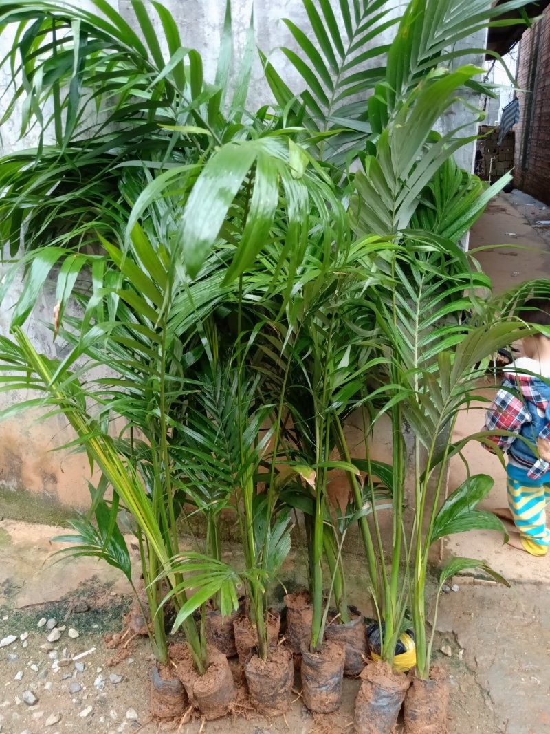 假槟榔苗风景树苗庭院种植
