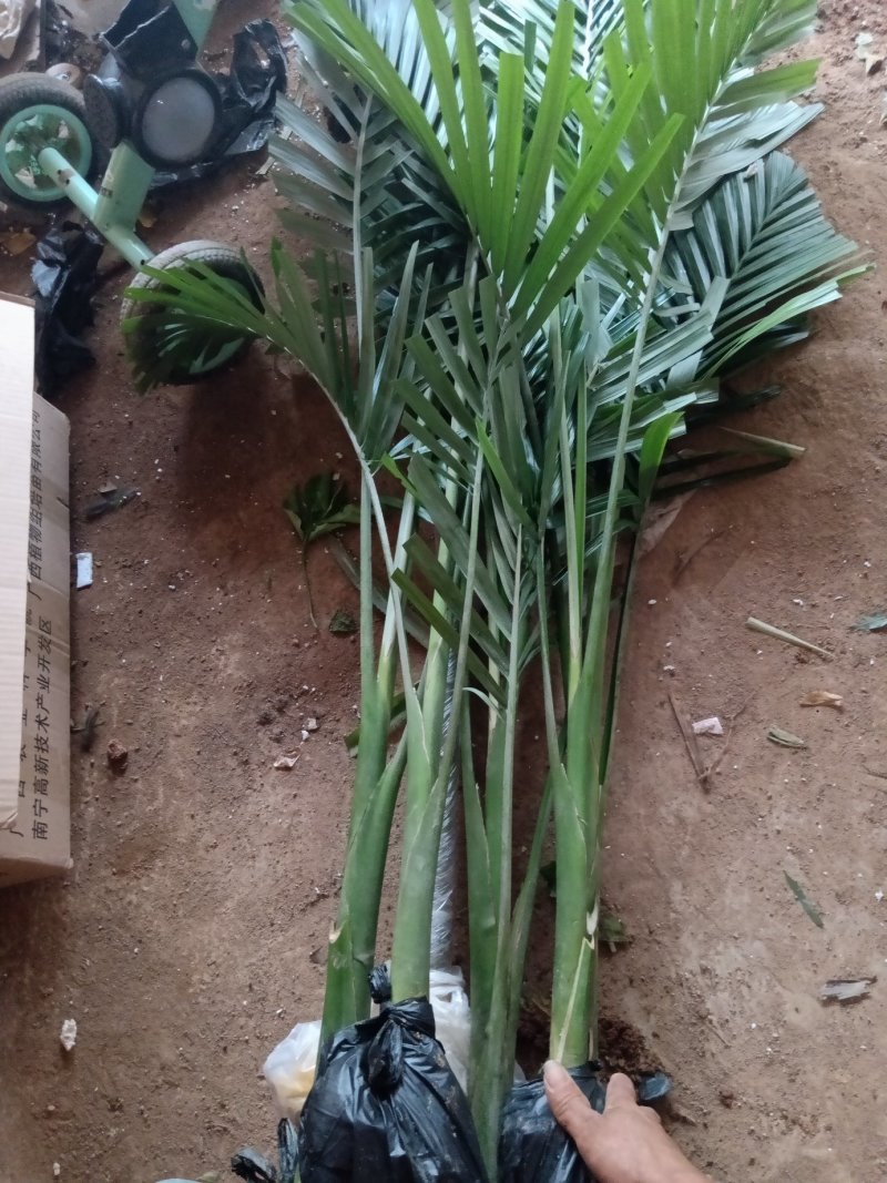 假槟榔苗风景树苗庭院种植