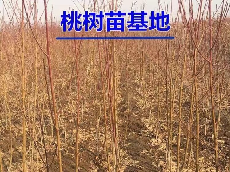 有好货嫁接桃树苗水蜜桃黄桃果树苗盆栽地栽南方北方种植