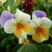 三色堇花种子家庭阳台盆栽四季易种花卉种子蝴蝶花