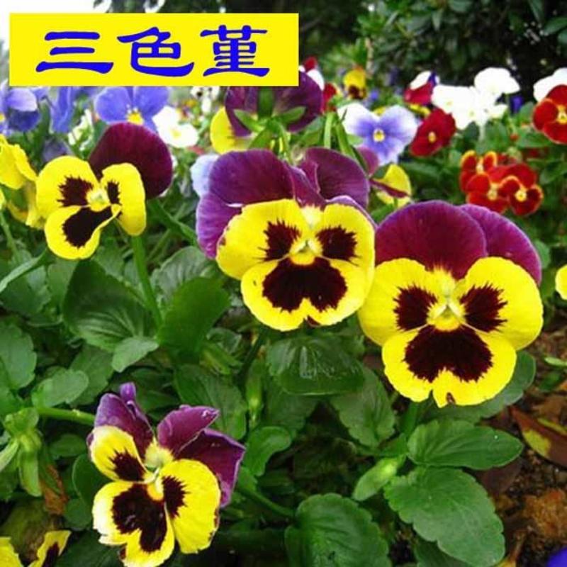三色堇花种子家庭阳台盆栽四季易种花卉种子蝴蝶花