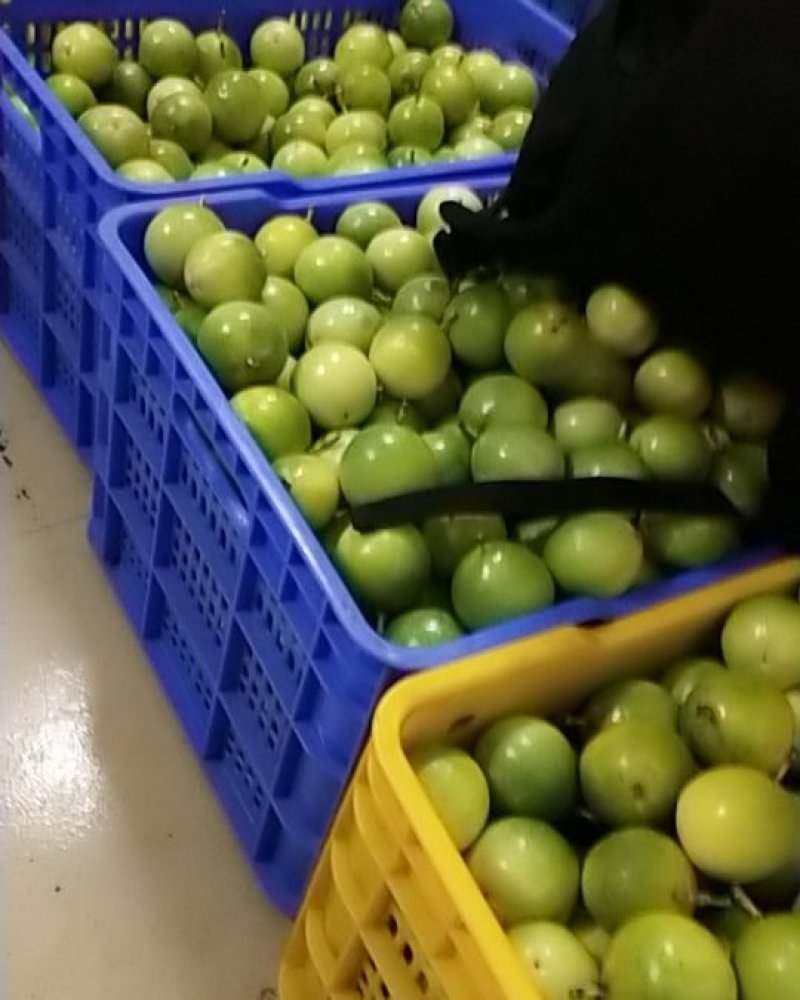 广西藤县精品黄金果百香果。。。。。。。。