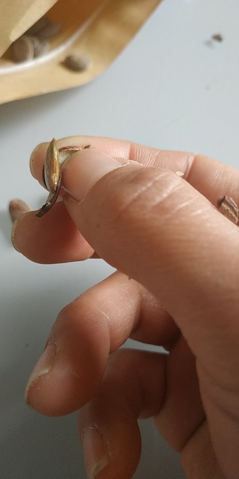 瓜子，香瓜子，瓜蒌籽，9号品种