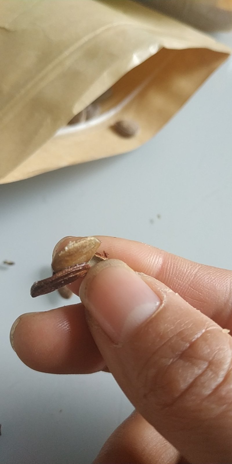 瓜子，香瓜子，瓜蒌籽，9号品种