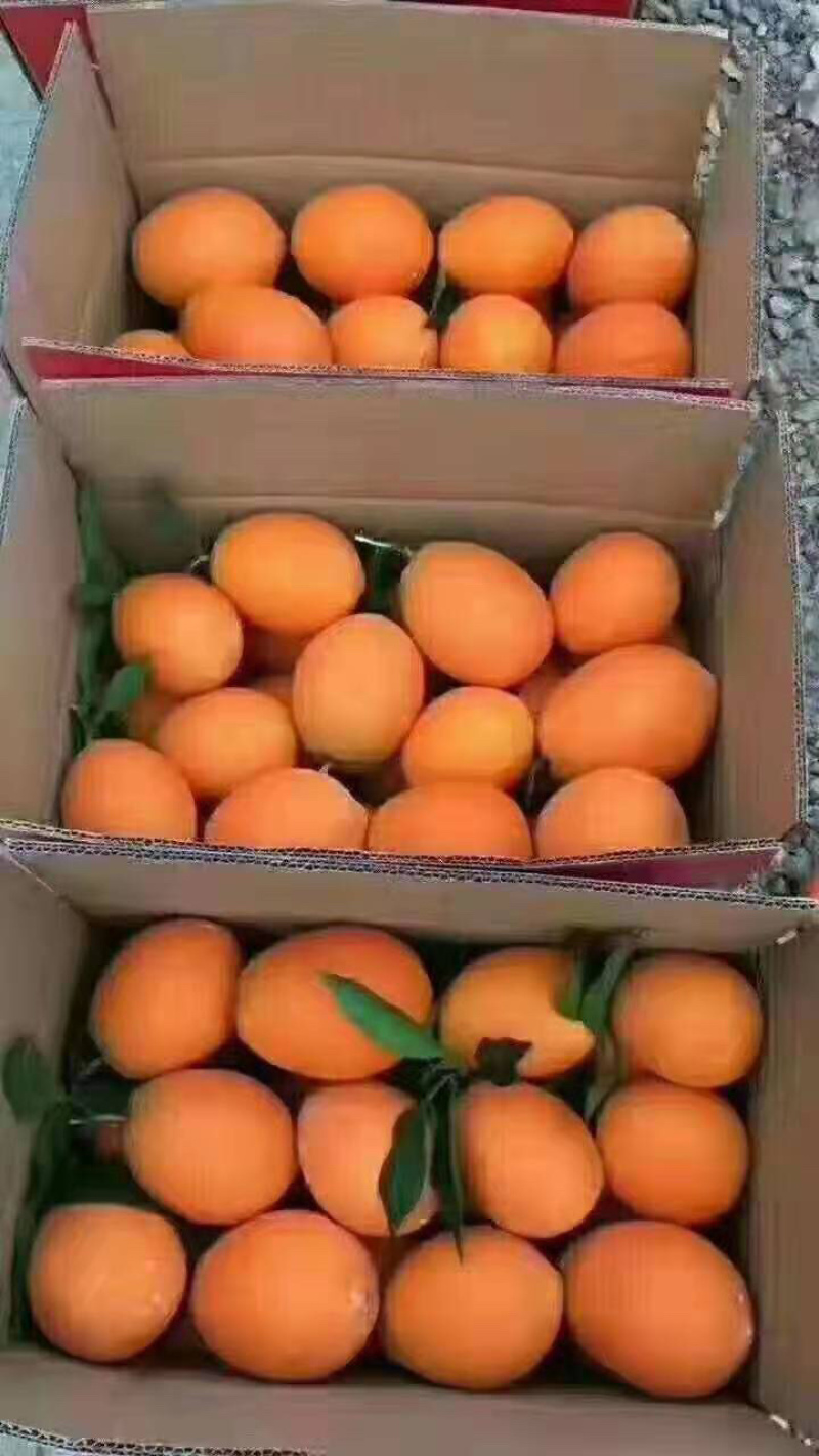 正宗奉节草堂纽荷尔脐橙