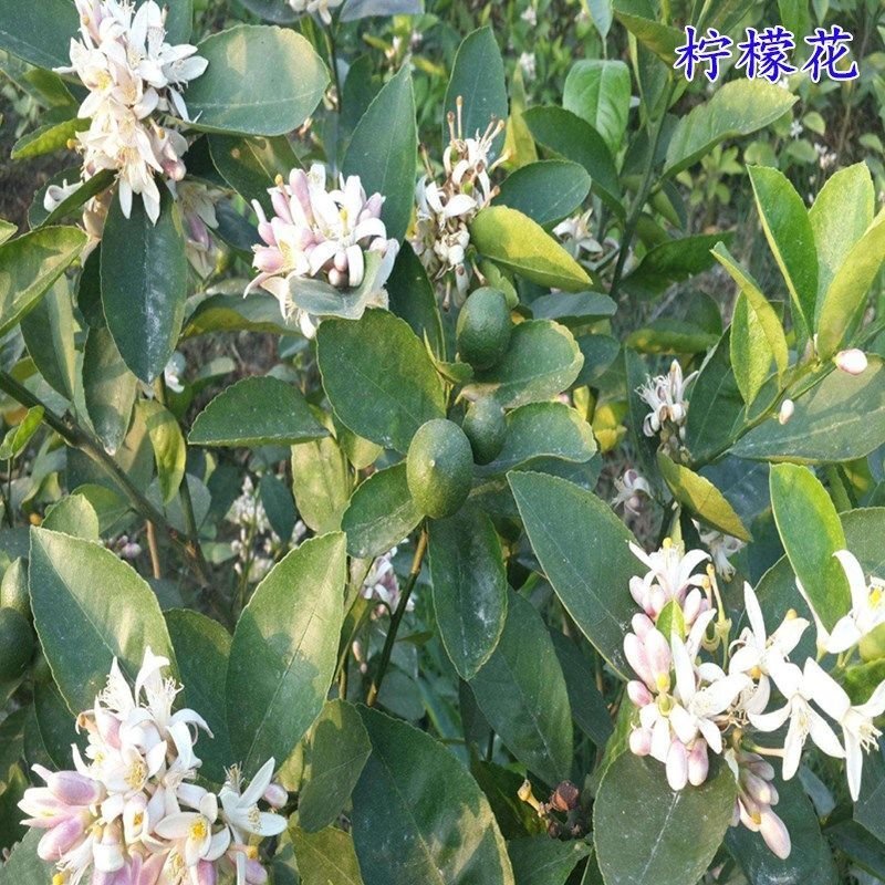 【有好货】嫁接尤力克香水柠檬苗阳台室内盆栽地载水果树苗